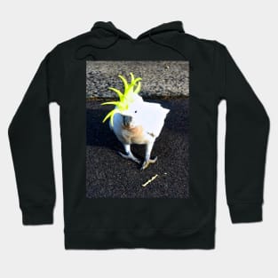 The Sulphur Crested Cockatoo ! Hoodie